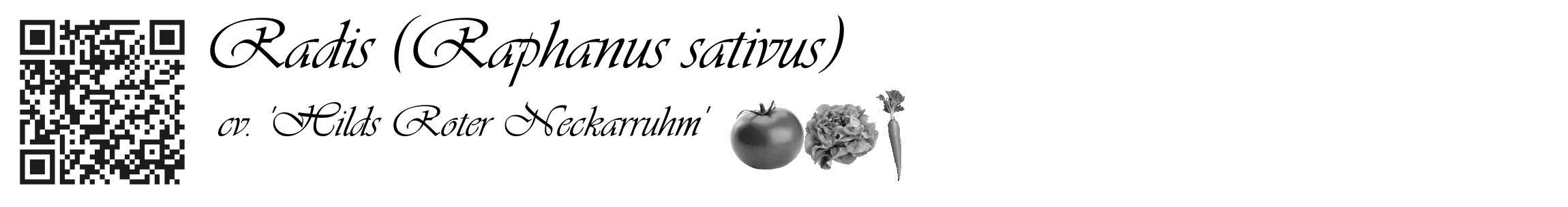 Étiquette de : Raphanus sativus cv. 'Hilds Roter Neckarruhm' - format c - style noire60_basique_basiqueviv avec qrcode et comestibilité simplifiée