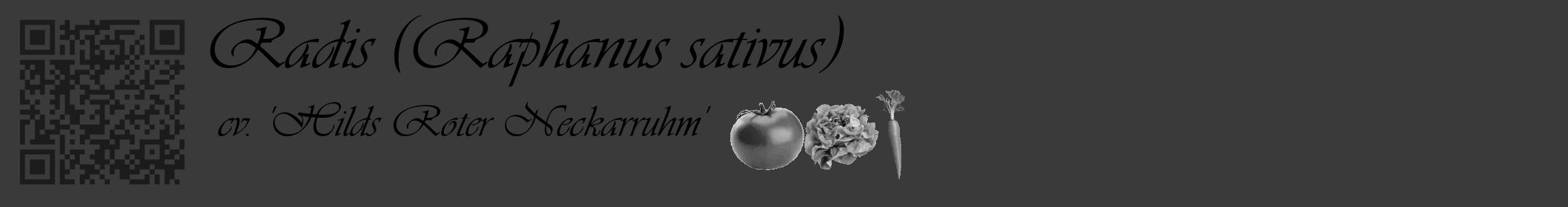 Étiquette de : Raphanus sativus cv. 'Hilds Roter Neckarruhm' - format c - style noire8_basique_basiqueviv avec qrcode et comestibilité simplifiée