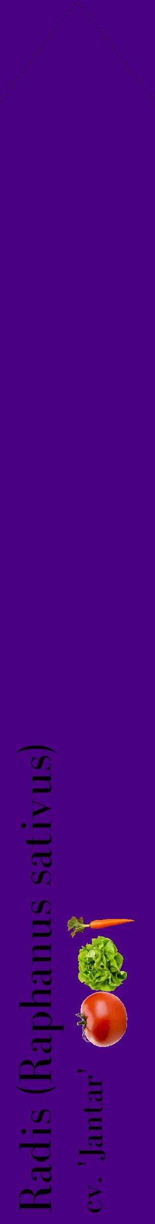 Étiquette de : Raphanus sativus cv. 'Jantar' - format c - style noire47_simplebod avec comestibilité simplifiée
