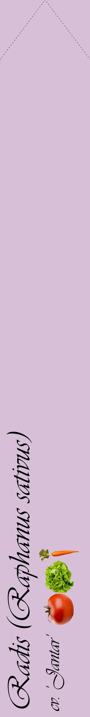 Étiquette de : Raphanus sativus cv. 'Jantar' - format c - style noire54_simpleviv avec comestibilité simplifiée