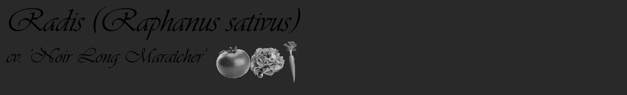 Étiquette de : Raphanus sativus cv. 'Noir Long Maraîcher' - format c - style noire34_basique_basiqueviv avec comestibilité simplifiée