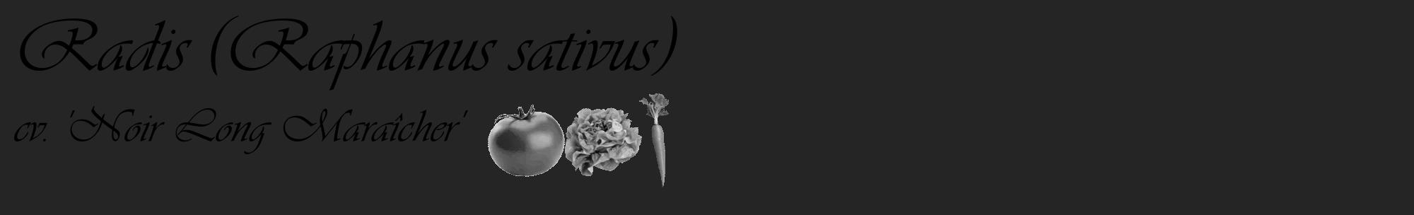 Étiquette de : Raphanus sativus cv. 'Noir Long Maraîcher' - format c - style noire47_basique_basiqueviv avec comestibilité simplifiée