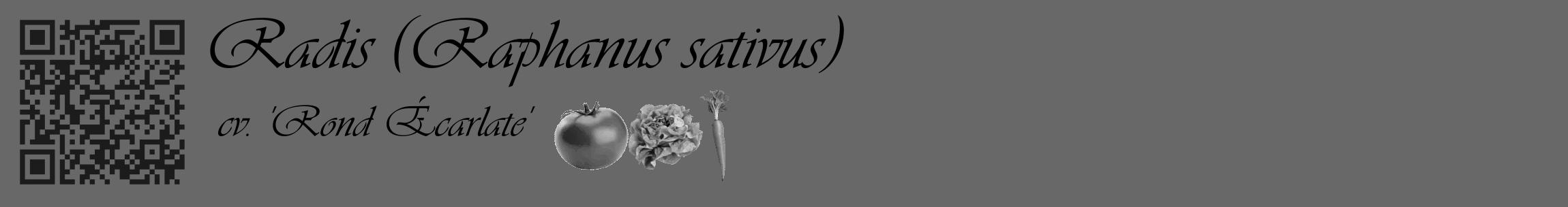 Étiquette de : Raphanus sativus cv. 'Rond Écarlate' - format c - style noire43_basique_basiqueviv avec qrcode et comestibilité simplifiée