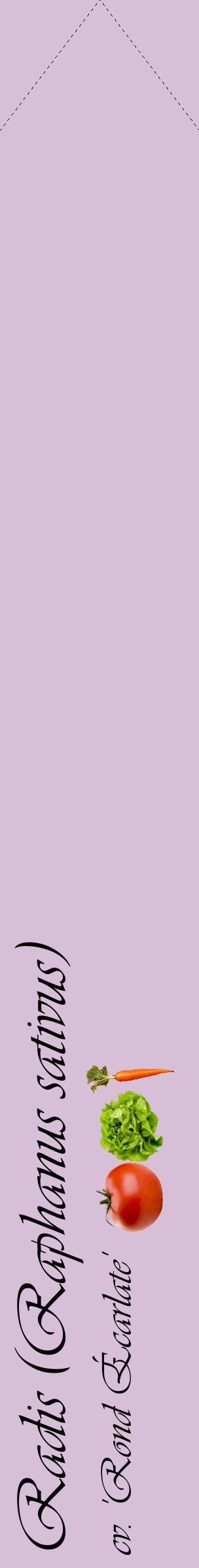 Étiquette de : Raphanus sativus cv. 'Rond Écarlate' - format c - style noire54_simpleviv avec comestibilité simplifiée