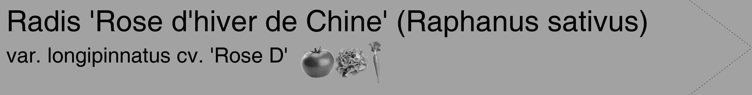 Étiquette de : Raphanus sativus var. longipinnatus cv. 'Rose D' - format c - style noire38_simple_simplehel avec comestibilité simplifiée