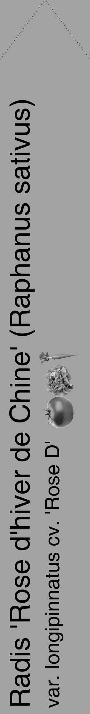 Étiquette de : Raphanus sativus var. longipinnatus cv. 'Rose D' - format c - style noire38_simple_simplehel avec comestibilité simplifiée - position verticale