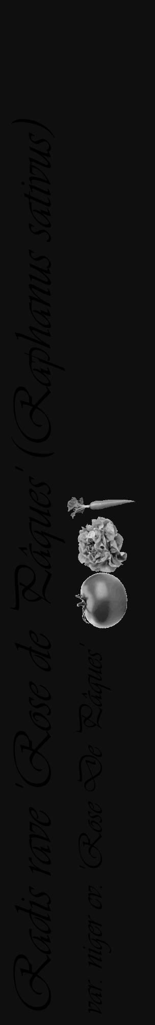 Étiquette de : Raphanus sativus var. niger cv. 'Rose De Pâques' - format c - style noire7basique_basique_basiqueviv avec comestibilité simplifiée - position verticale