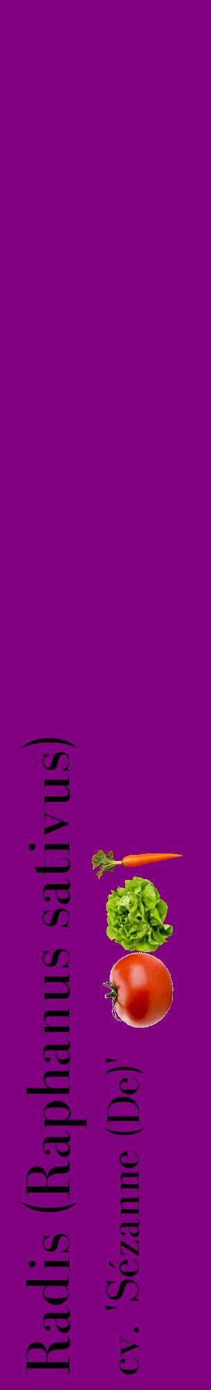 Étiquette de : Raphanus sativus cv. 'Sézanne (De)' - format c - style noire46_basiquebod avec comestibilité simplifiée