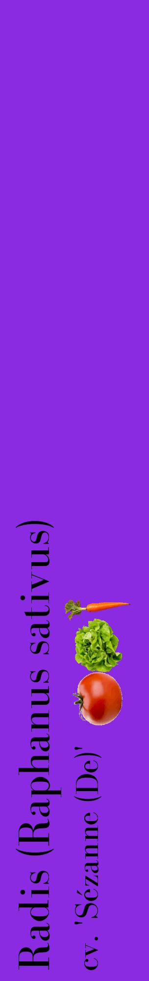 Étiquette de : Raphanus sativus cv. 'Sézanne (De)' - format c - style noire49_basiquebod avec comestibilité simplifiée