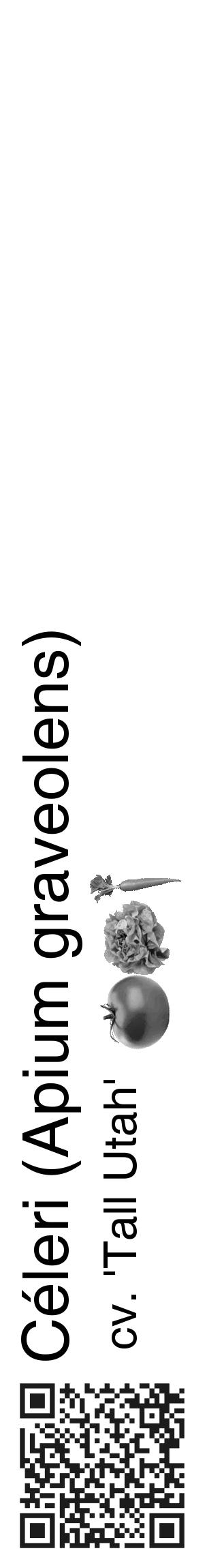 Étiquette de : Apium graveolens cv. 'Tall Utah' - format c - style noire60_basique_basiquehel avec qrcode et comestibilité simplifiée - position verticale