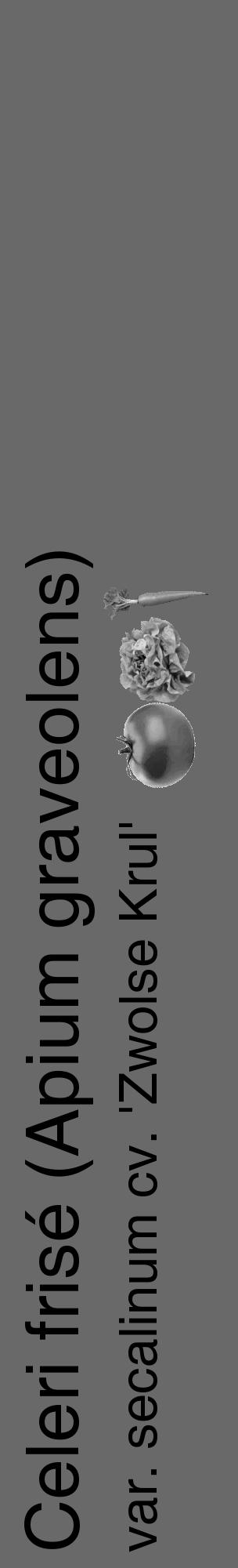 Étiquette de : Apium graveolens var. secalinum cv. 'Zwolse Krul' - format c - style noire51_basique_basiquehel avec comestibilité simplifiée - position verticale
