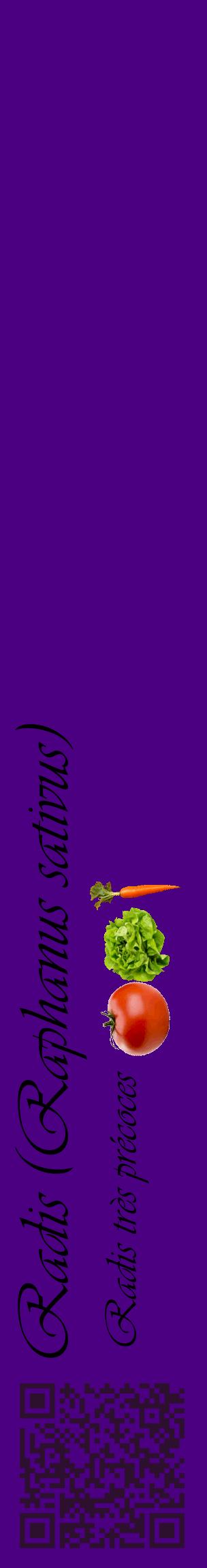 Étiquette de : Raphanus sativus Radis très précoces - format c - style noire47_basiqueviv avec qrcode et comestibilité simplifiée