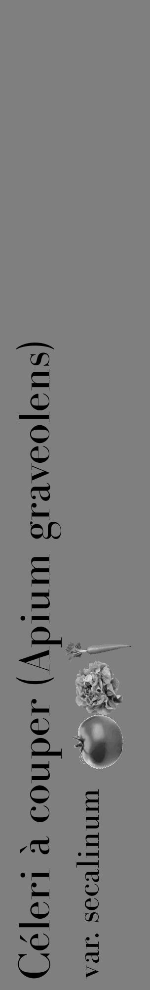 Étiquette de : Apium graveolens var. secalinum - format c - style noire57basique_basique_basiquebod avec comestibilité simplifiée - position verticale