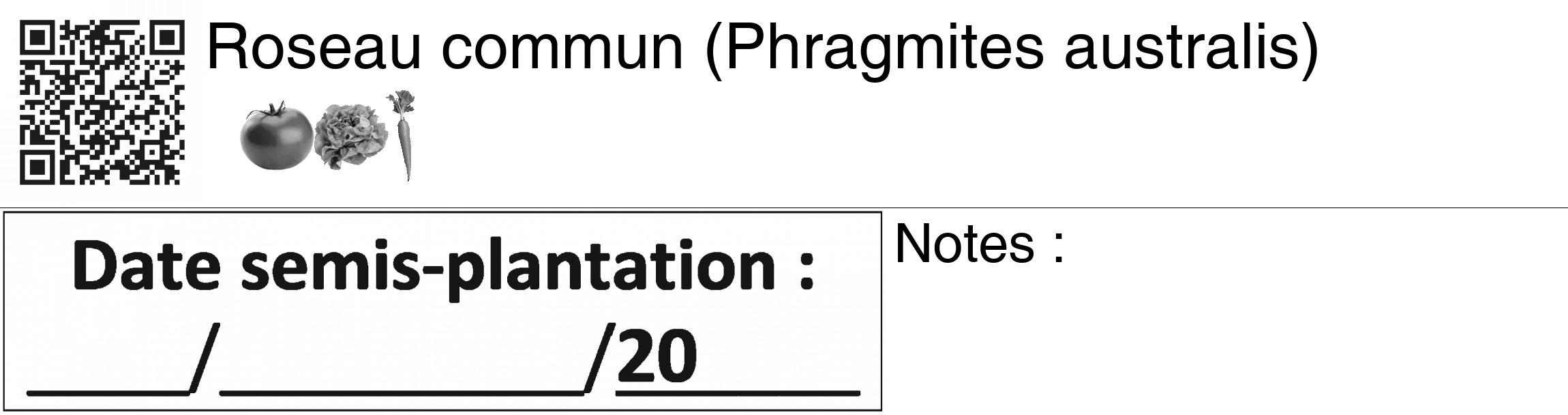 Étiquette de : Phragmites australis - format c - style noire60_basiquegrrvhel avec qrcode et comestibilité simplifiée