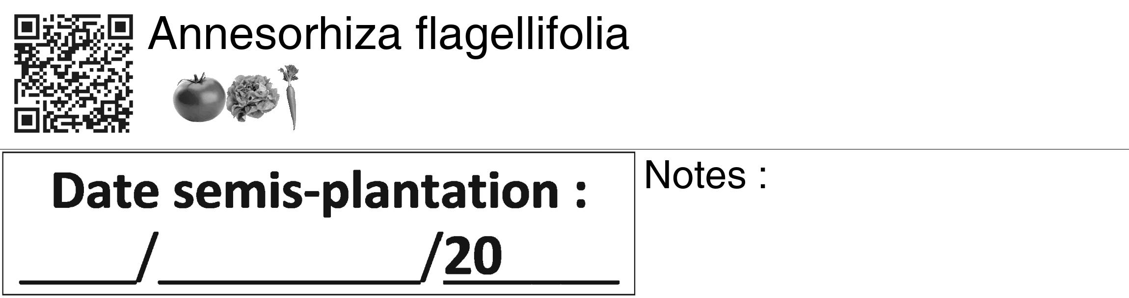 Étiquette de : Annesorhiza flagellifolia - format c - style noire60_basiquegrrvhel avec qrcode et comestibilité simplifiée