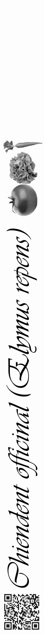 Étiquette de : Elymus repens - format a - style noire19viv avec qrcode et comestibilité simplifiée - position verticale