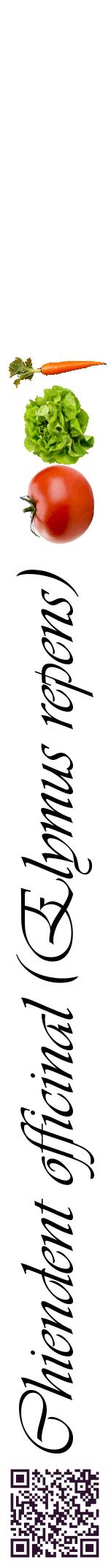 Étiquette de : Elymus repens - format a - style noire60viv avec qrcode et comestibilité simplifiée