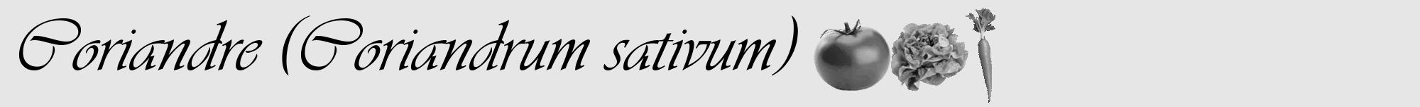 Étiquette de : Coriandrum sativum - format a - style noire18viv avec comestibilité simplifiée