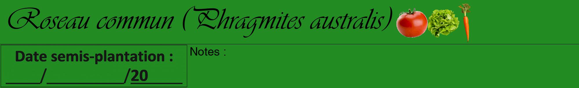 Étiquette de : Phragmites australis - format a - style noire10viv avec comestibilité simplifiée