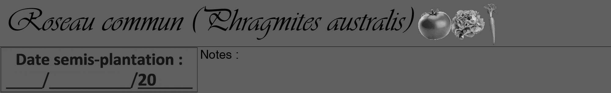 Étiquette de : Phragmites australis - format a - style noire10viv avec comestibilité simplifiée