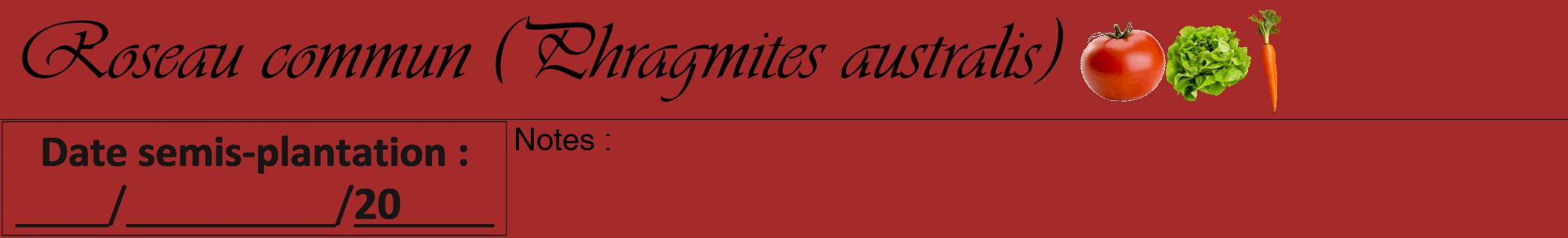 Étiquette de : Phragmites australis - format a - style noire33viv avec comestibilité simplifiée