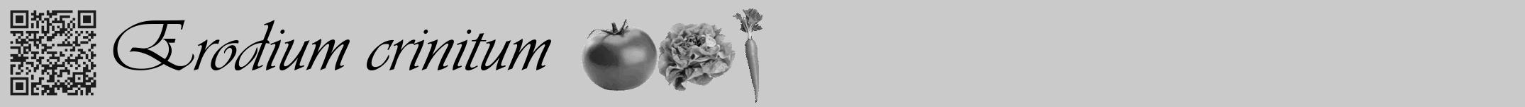 Étiquette de : Erodium crinitum - format a - style noire21viv avec qrcode et comestibilité simplifiée