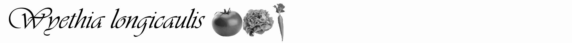 Étiquette de : Wyethia longicaulis - format a - style noire19viv avec comestibilité simplifiée