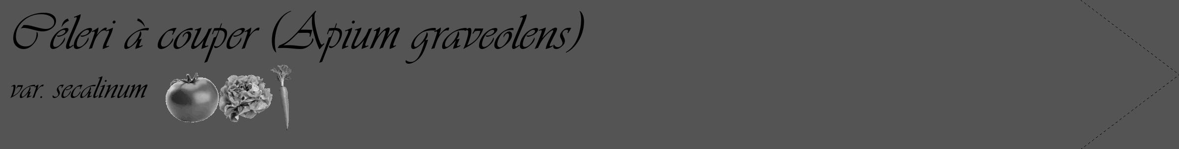 Étiquette de : Apium graveolens var. secalinum - format c - style noire30_simple_simpleviv avec comestibilité simplifiée