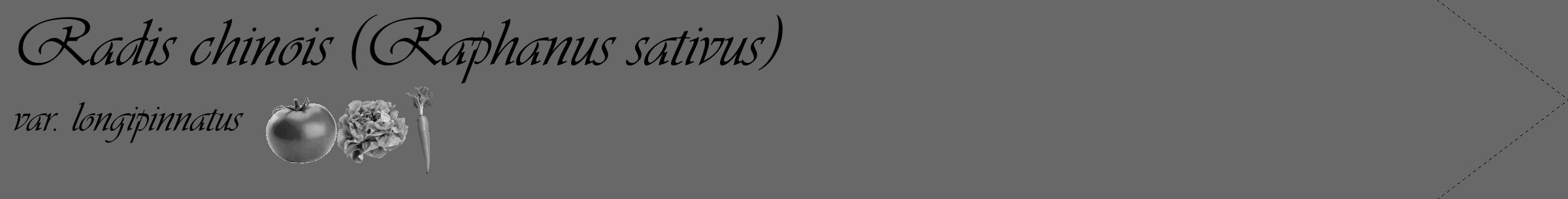 Étiquette de : Raphanus sativus var. longipinnatus - format c - style noire6_simple_simpleviv avec comestibilité simplifiée