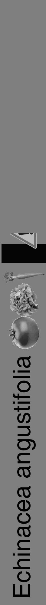Étiquette de : Echinacea angustifolia - format a - style noire31hel avec comestibilité simplifiée - position verticale