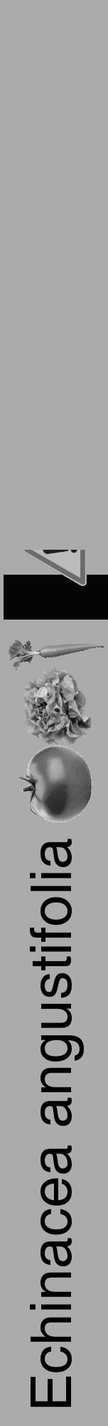 Étiquette de : Echinacea angustifolia - format a - style noire37hel avec comestibilité simplifiée - position verticale