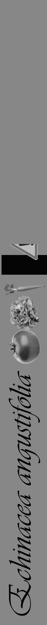 Étiquette de : Echinacea angustifolia - format a - style noire12viv avec comestibilité simplifiée - position verticale