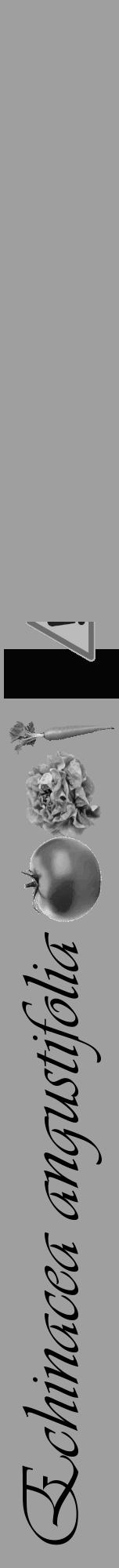 Étiquette de : Echinacea angustifolia - format a - style noire24viv avec comestibilité simplifiée - position verticale