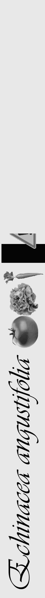 Étiquette de : Echinacea angustifolia - format a - style noire55viv avec comestibilité simplifiée - position verticale