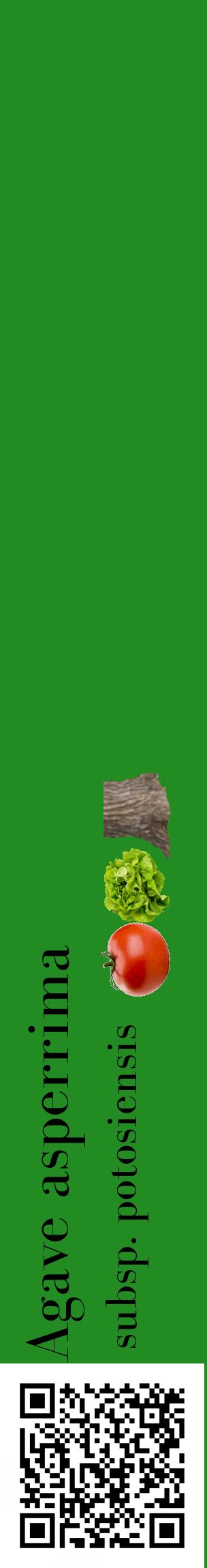 Étiquette de : Agave asperrima subsp. potosiensis - format c - style noire10_basiquebod avec qrcode et comestibilité simplifiée