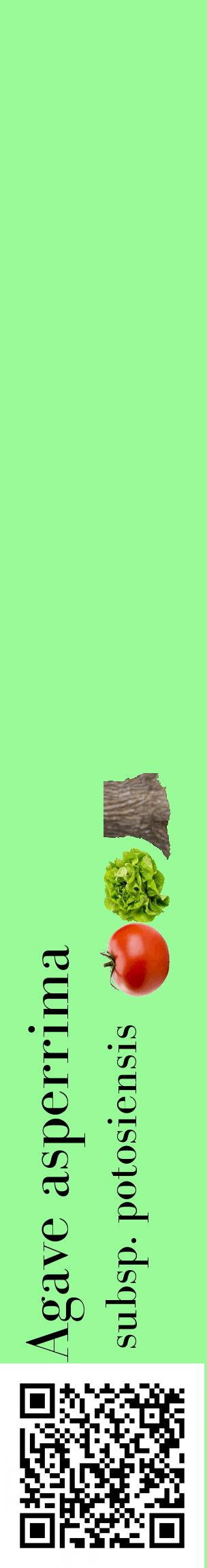 Étiquette de : Agave asperrima subsp. potosiensis - format c - style noire14_basiquebod avec qrcode et comestibilité simplifiée