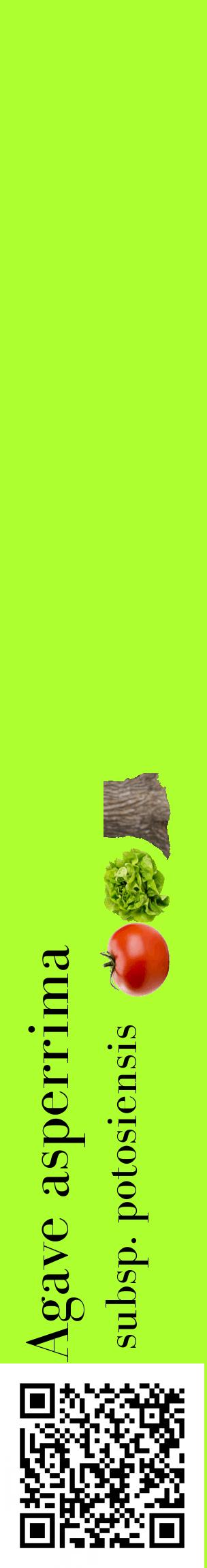 Étiquette de : Agave asperrima subsp. potosiensis - format c - style noire17_basiquebod avec qrcode et comestibilité simplifiée