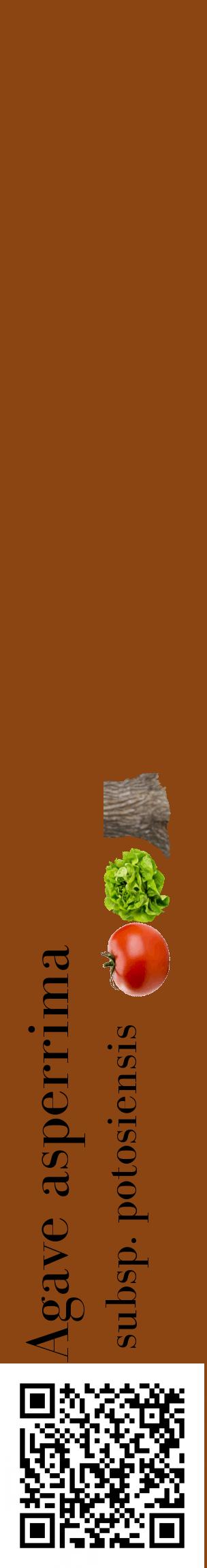 Étiquette de : Agave asperrima subsp. potosiensis - format c - style noire30_basiquebod avec qrcode et comestibilité simplifiée