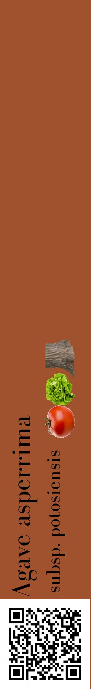 Étiquette de : Agave asperrima subsp. potosiensis - format c - style noire32_basiquebod avec qrcode et comestibilité simplifiée
