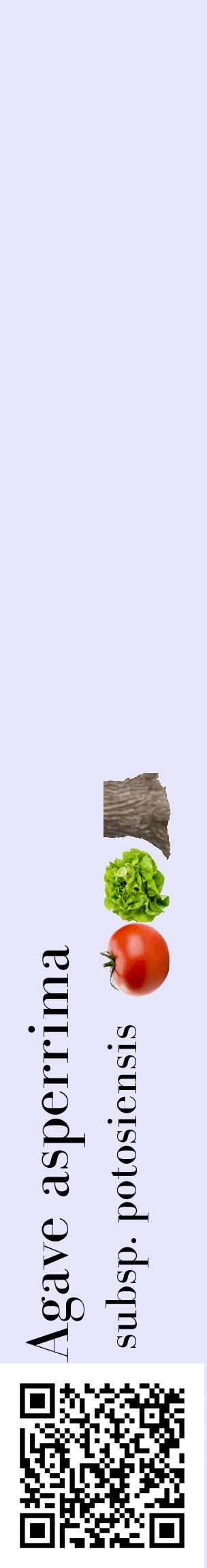 Étiquette de : Agave asperrima subsp. potosiensis - format c - style noire55_basiquebod avec qrcode et comestibilité simplifiée