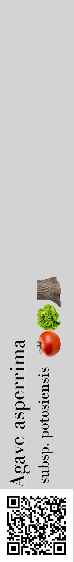 Étiquette de : Agave asperrima subsp. potosiensis - format c - style noire56_basiquebod avec qrcode et comestibilité simplifiée