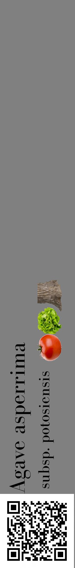 Étiquette de : Agave asperrima subsp. potosiensis - format c - style noire57_basiquebod avec qrcode et comestibilité simplifiée