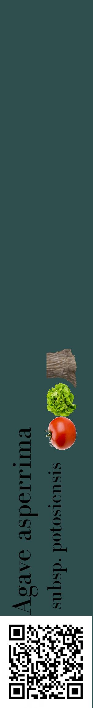 Étiquette de : Agave asperrima subsp. potosiensis - format c - style noire58_basiquebod avec qrcode et comestibilité simplifiée