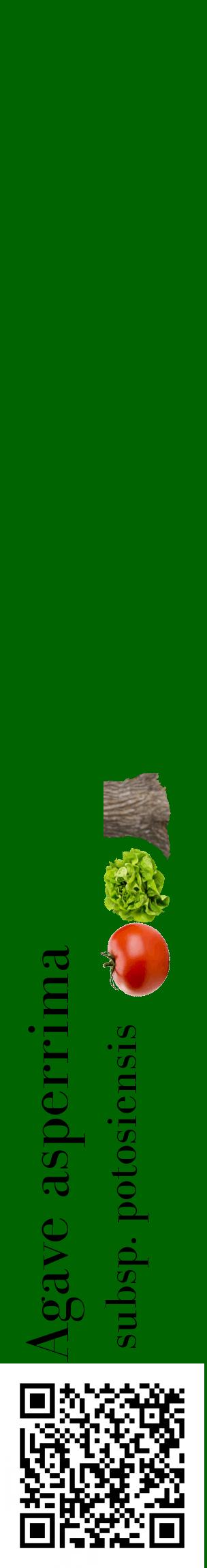 Étiquette de : Agave asperrima subsp. potosiensis - format c - style noire8_basiquebod avec qrcode et comestibilité simplifiée