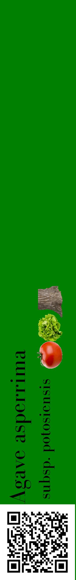 Étiquette de : Agave asperrima subsp. potosiensis - format c - style noire9_basiquebod avec qrcode et comestibilité simplifiée