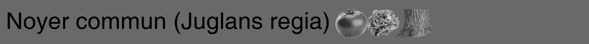 Étiquette de : Juglans regia - format a - style noire51hel avec comestibilité simplifiée