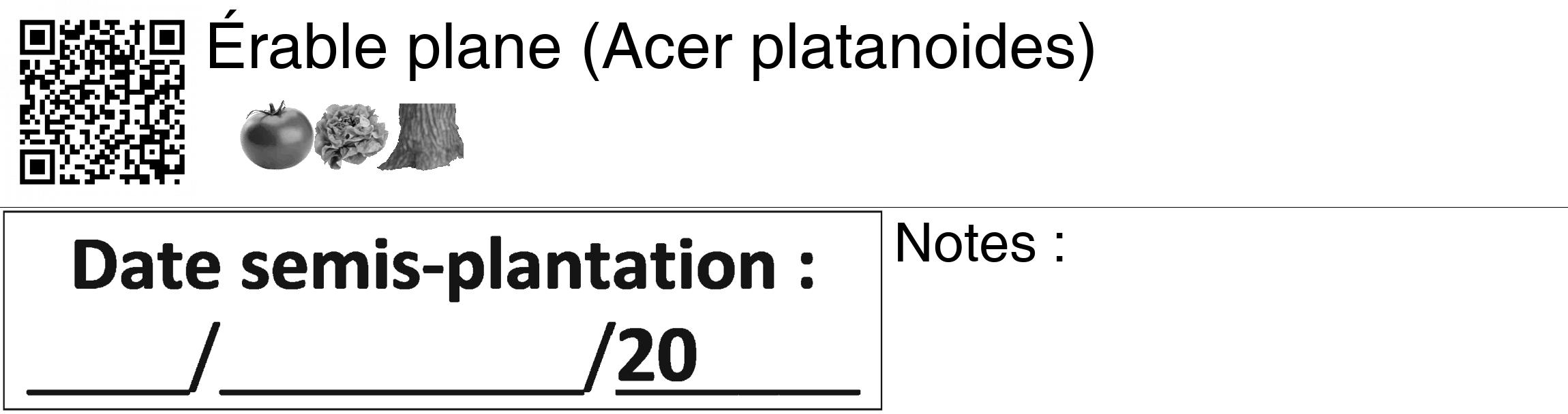 Étiquette de : Acer platanoides - format c - style noire60_basiquegrrvhel avec qrcode et comestibilité simplifiée