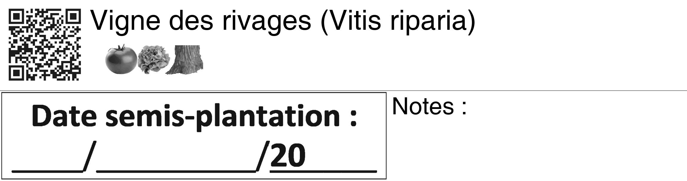 Étiquette de : Vitis riparia - format c - style noire60_basiquegrrvhel avec qrcode et comestibilité simplifiée