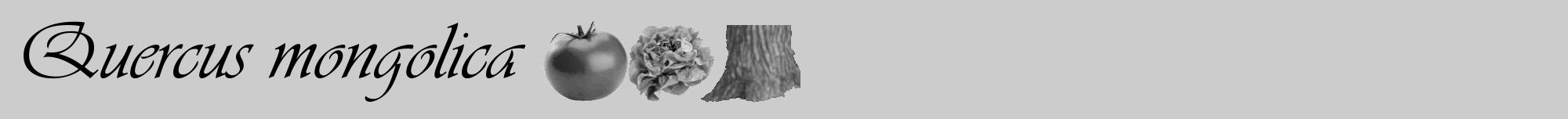 Étiquette de : Quercus mongolica - format a - style noire0viv avec comestibilité simplifiée