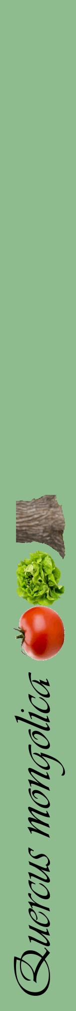 Étiquette de : Quercus mongolica - format a - style noire13viv avec comestibilité simplifiée